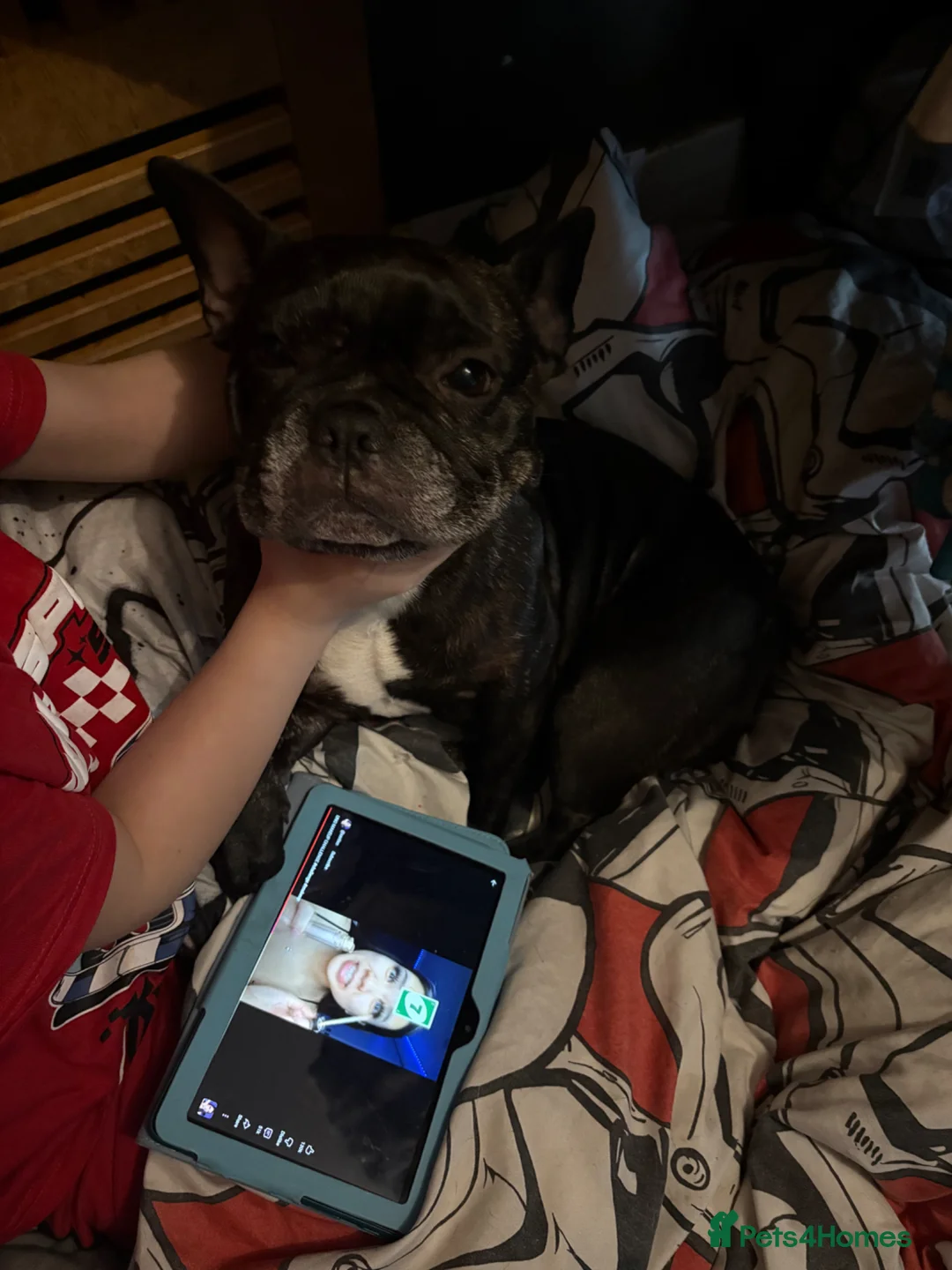 French Bulldog dogs for sale: French bulldog  - Advert 2