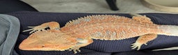 Bearded Dragon reptiles for sale: Beautiful Red Bearded Dragon (10 months)  - Advert 5