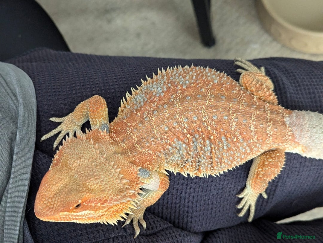 Bearded Dragon reptiles for sale: Beautiful Red Bearded Dragon (10 months)  - Advert 5