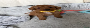 Cockapoo 4