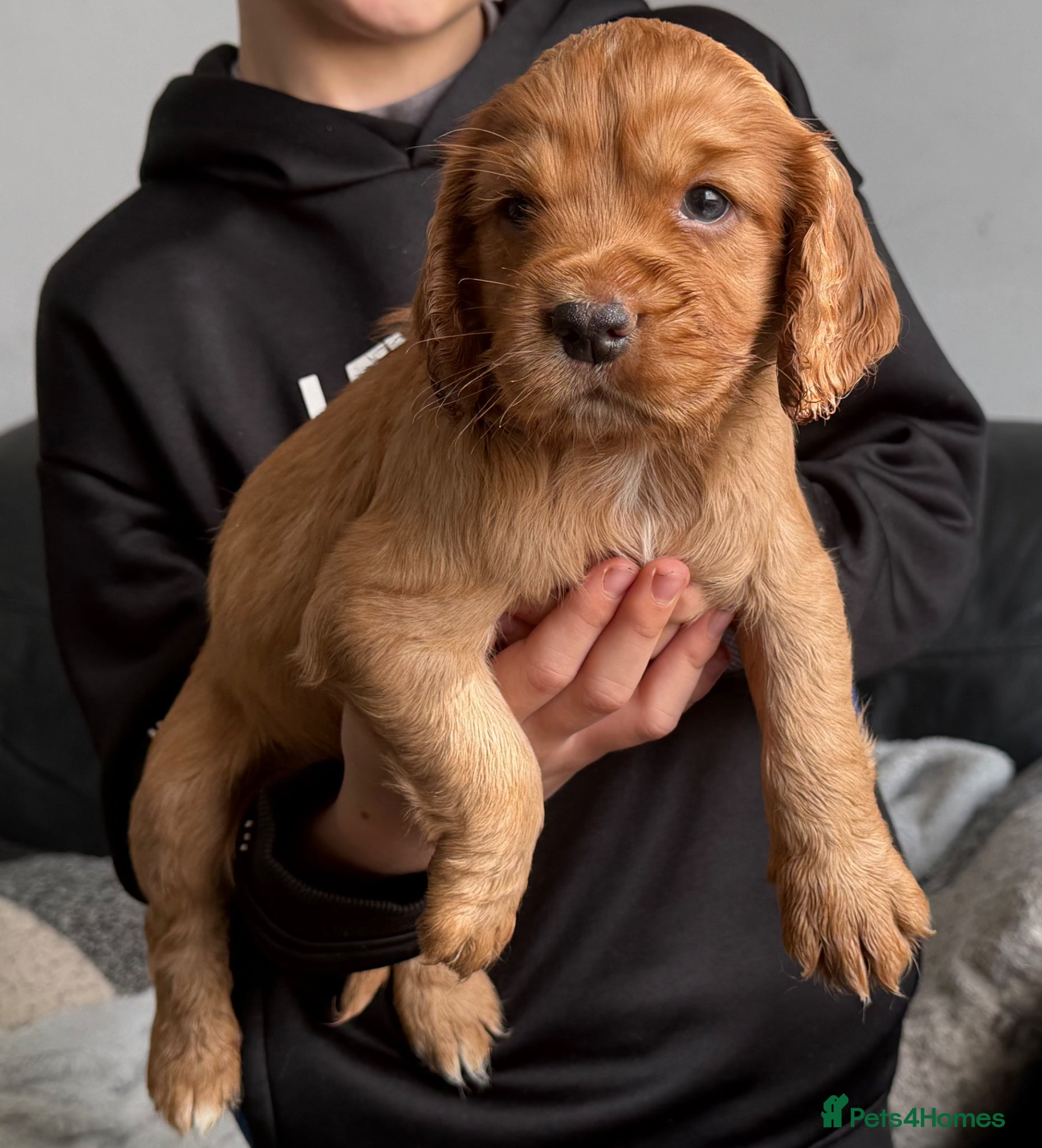 Cocker Spaniel dogs Working Cocker spaniels  - Advert 5