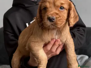 Cocker Spaniel dogs Working Cocker spaniels - Advert 5