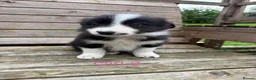Border Collie dogs for sale: Border Collie Puppies for sale  - Advert 15