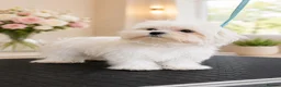 Maltese dogs for sale: Beautiful pure Korean Maltese puppies  - Advert 4