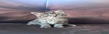 Tabby male kitten