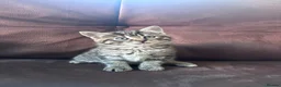 Mixed Breed cats for sale: Beautiful fluffy kittens - Advert 10