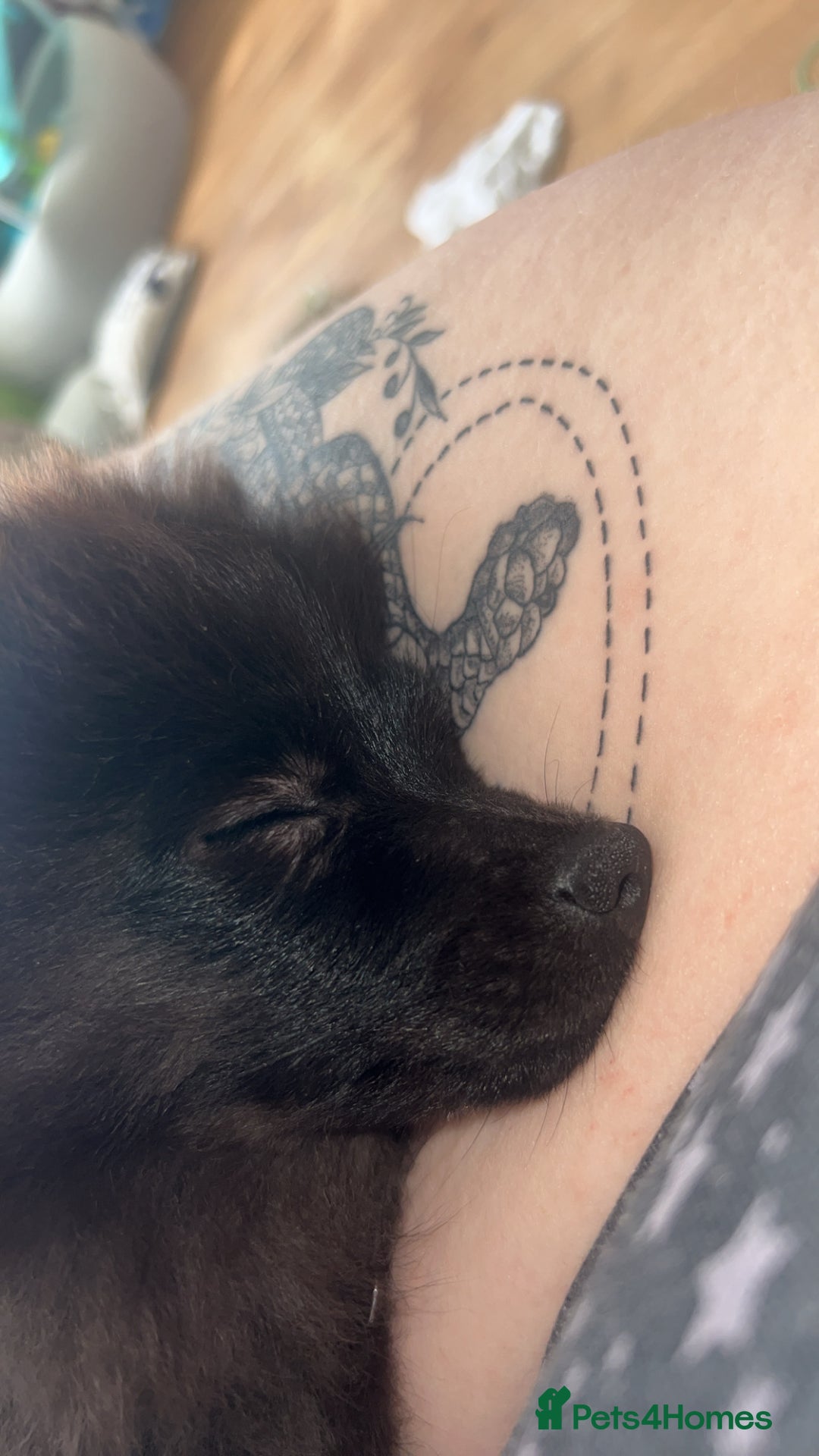 Pomeranian dogs for sale: Pomeranian looking for new home  - Advert 3