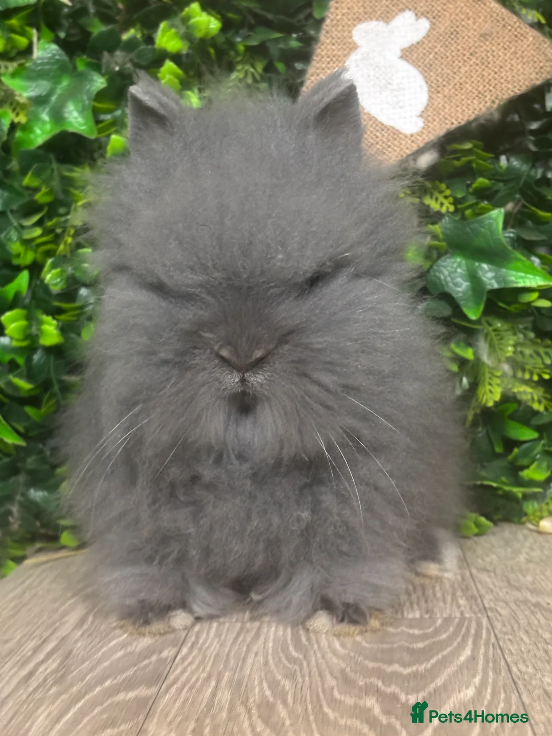 Lionhead rabbits for sale: BEAUTIFUL FRIENDLY BABY LIONHEAD BUNNIES  - Advert 1