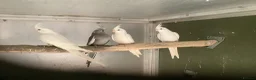 Cockatiels birds for sale:  2026 Young cockatiels, Plus breeding pair - Advert 13