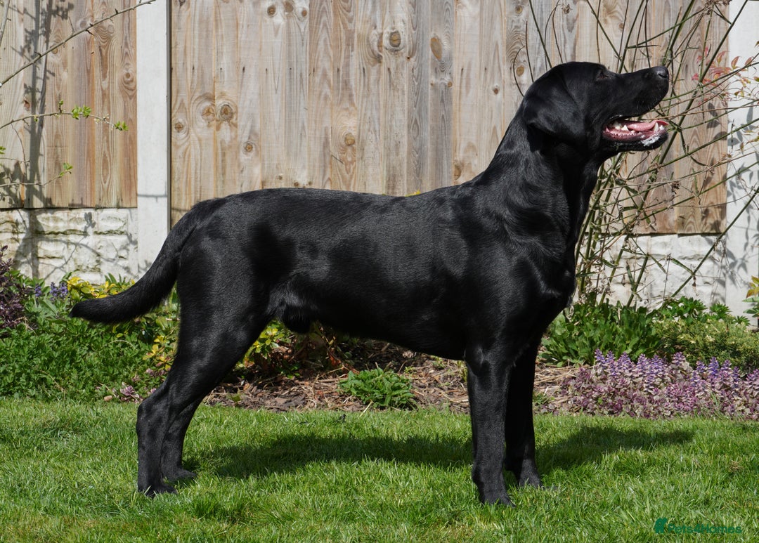 Labrador Retriever dogs for stud: Fully health tested, black carrying chocolate - Image 4