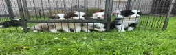 Border Collie dogs for sale: Stunning border collie pups  - Advert 15