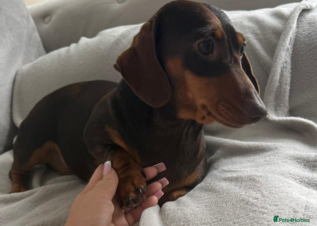 Miniature Dachshund dogs for sale: Beautiful lulu miniature dachshund  - Image 24