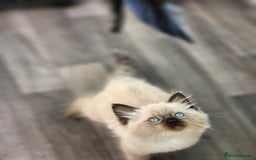 Ragdoll cats for sale: Ragdoll kittens - Image 23