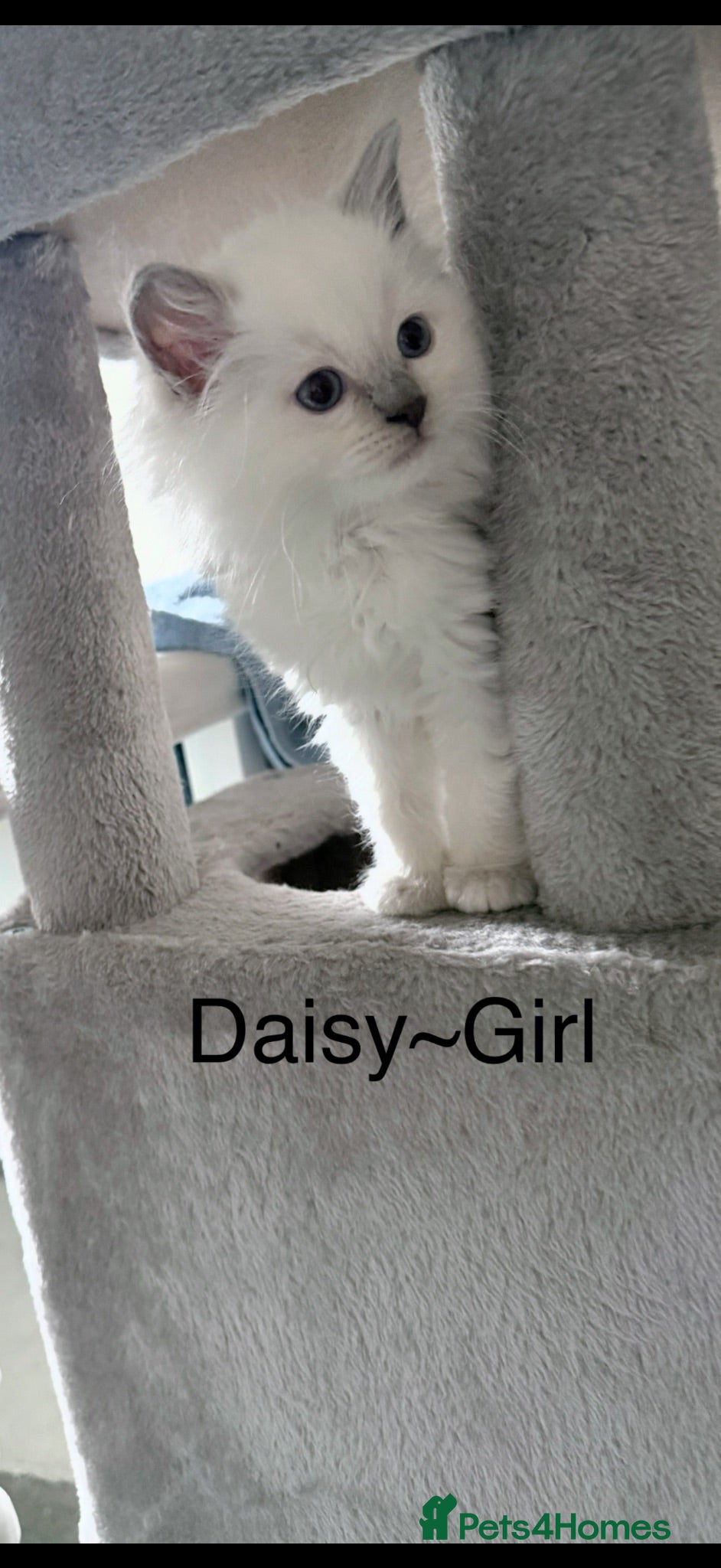 Ragdoll cats Ragdoll kittens rare lilac point mitted - Advert 1