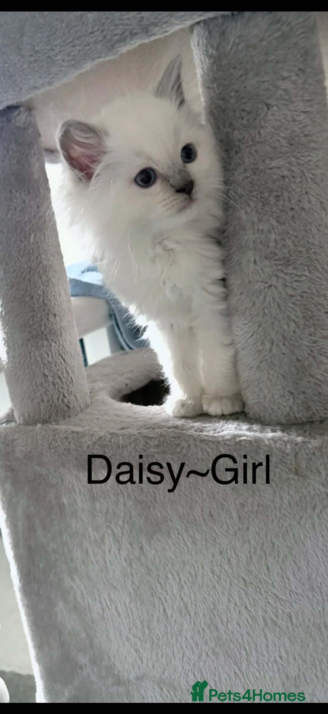Ragdoll cats for sale: Ragdoll kittens rare lilac point mitted - Advert 1