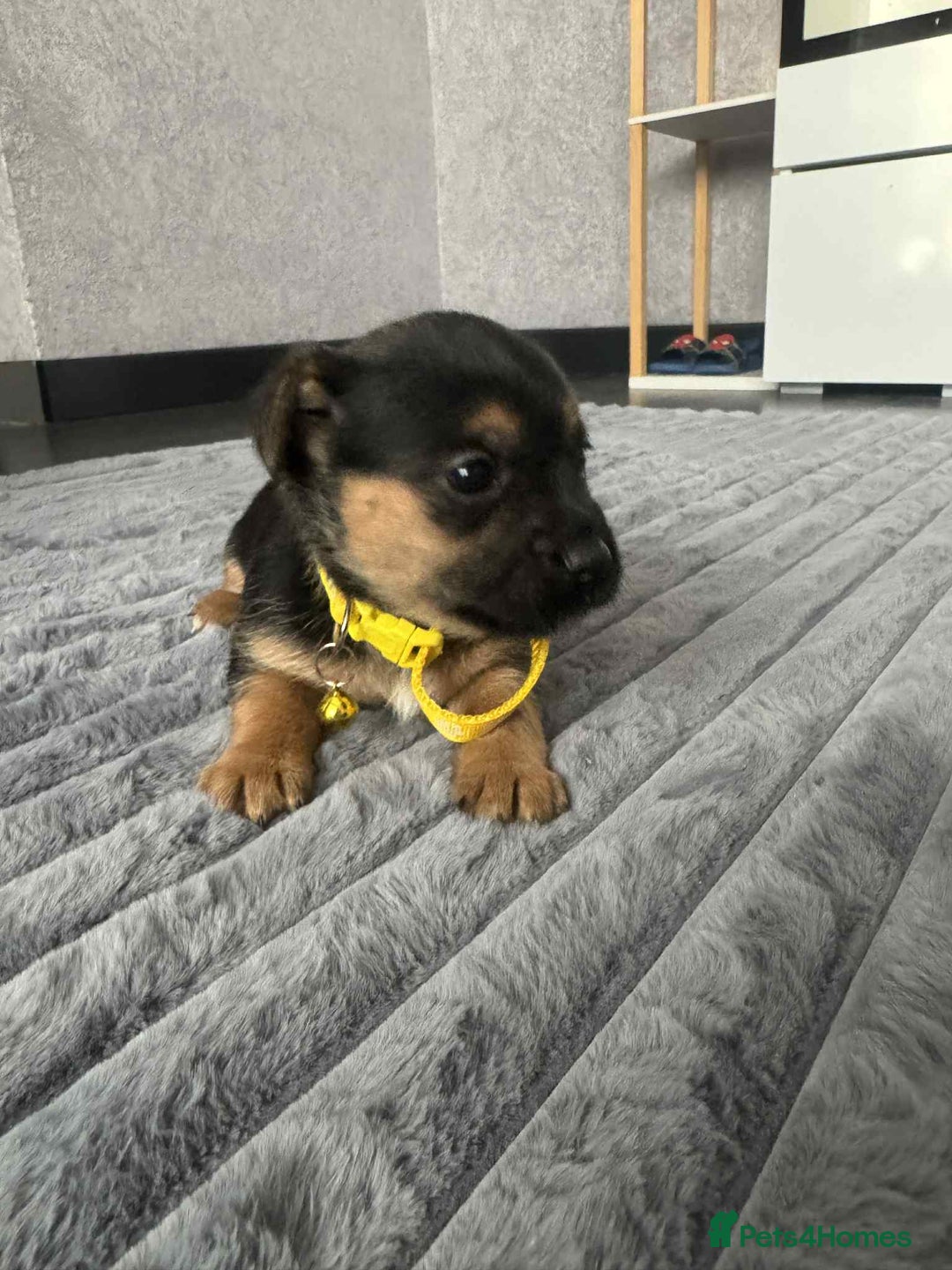 Jack Russell dogs for sale: Jack Russell puppies  - Advert 6