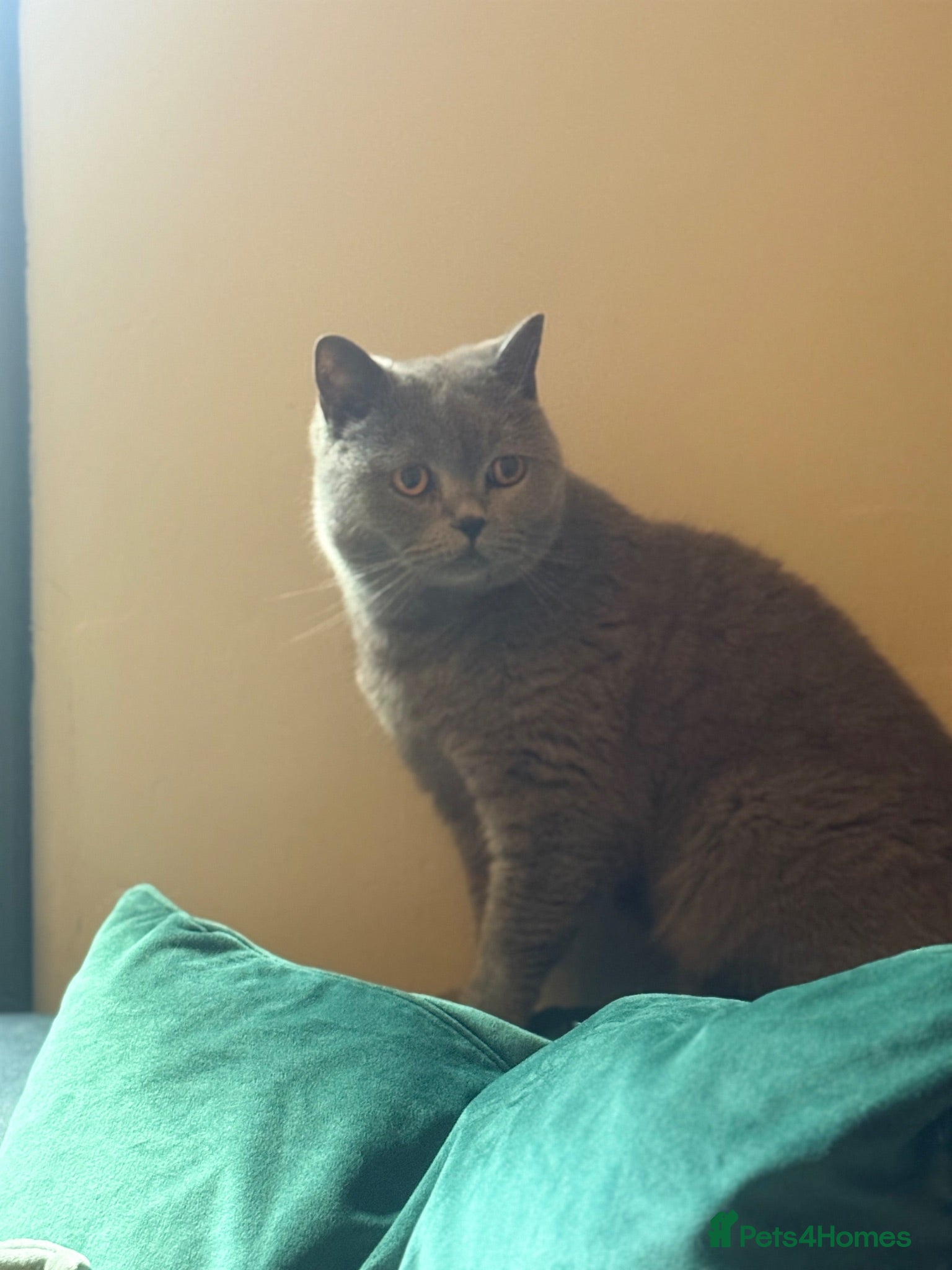 British Shorthair cats Stunning neutered blue boy  - Advert 6