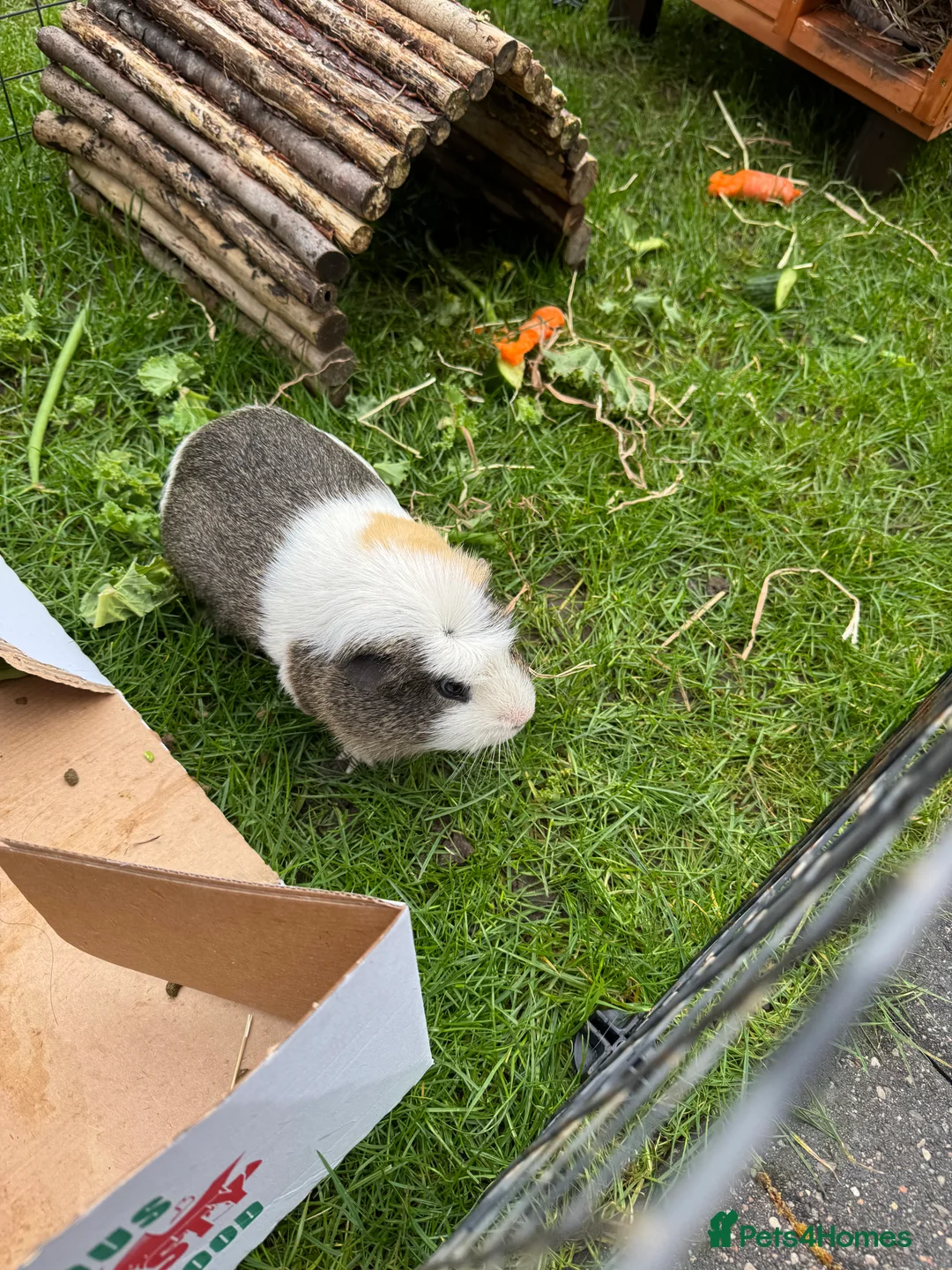 Guinea Pig rodents for sale: 2 male Guineapigs  - Advert 2