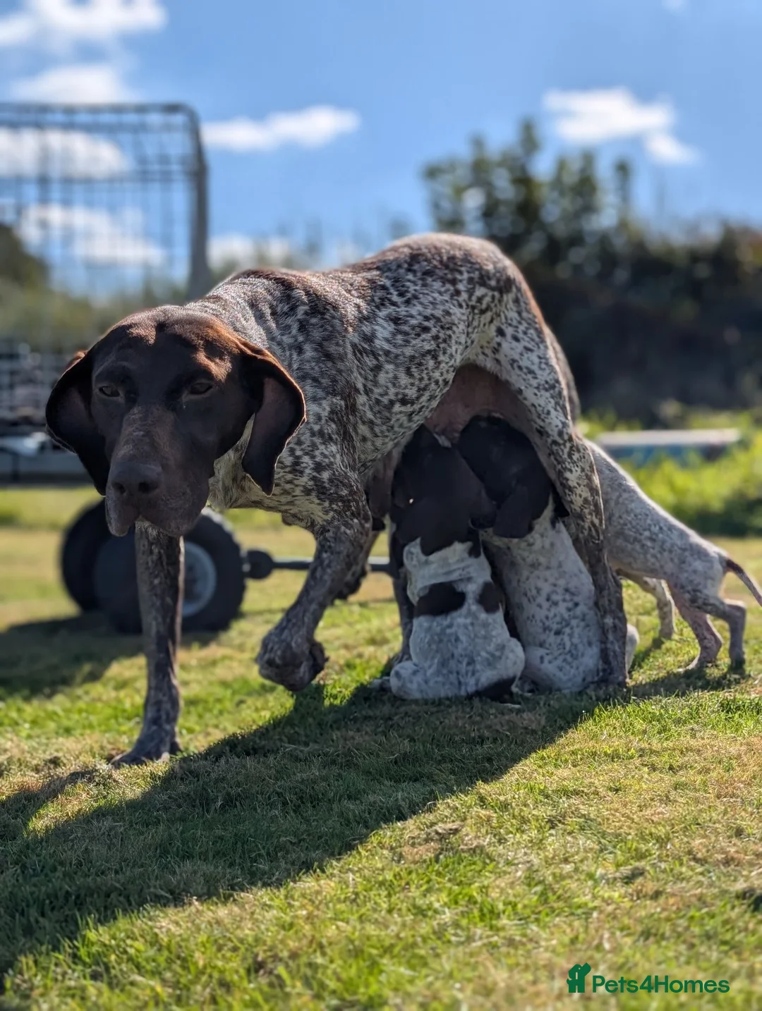 German Shorthaired Pointer dogs for sale: 3 beautiful German pointers!! - Advert 2