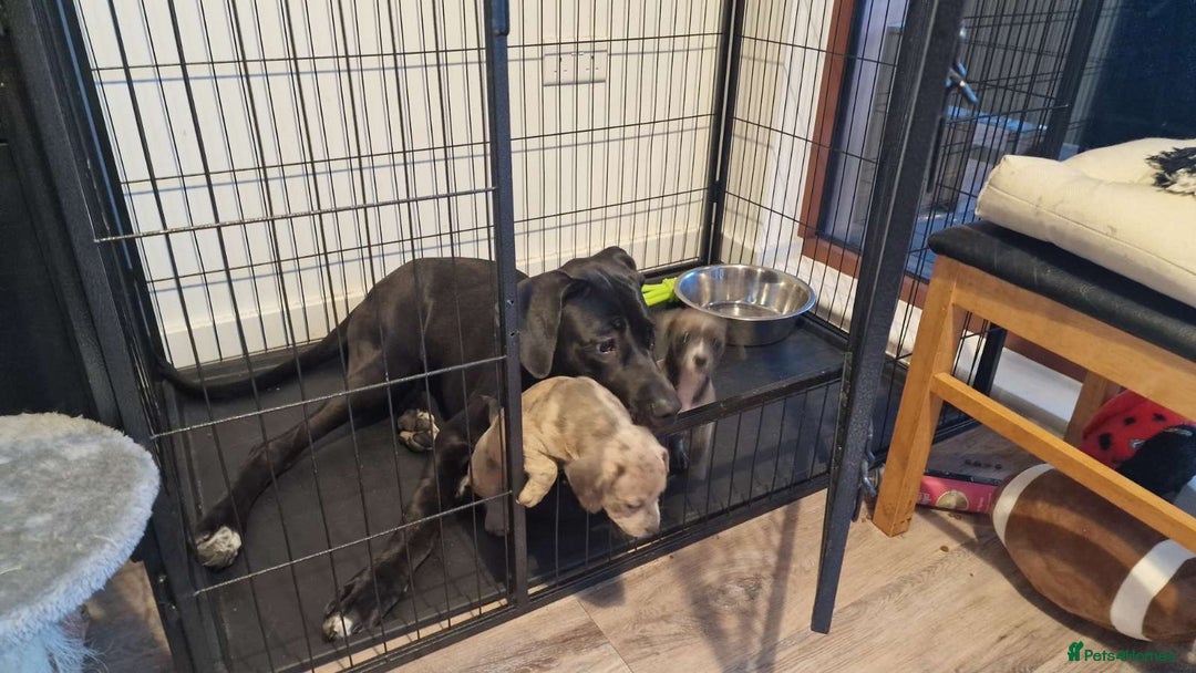 Mixed Breed dogs for sale: Bull weiners 8 weeks old  - Image 5