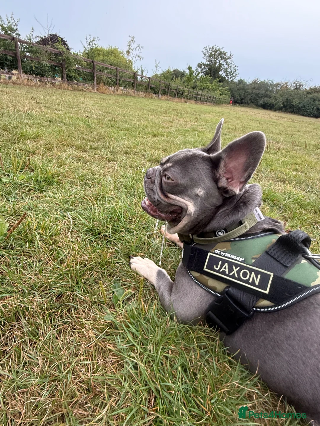 French Bulldog dogs for sale: 3.5 year old neutered French bulldog  - Advert 2