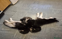 Mixed Breed dogs for sale: Husky crossed - Image 3