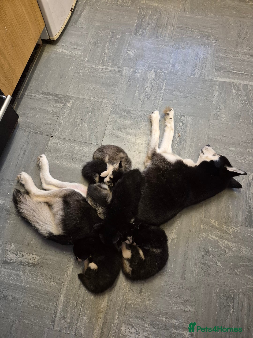 Mixed Breed dogs for sale: Husky crossed - Image 3