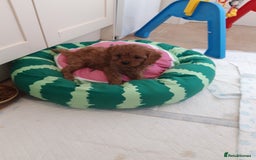 Cavapoo dogs for sale: Red cavapoo babies, both parent DNA tested - Image 15