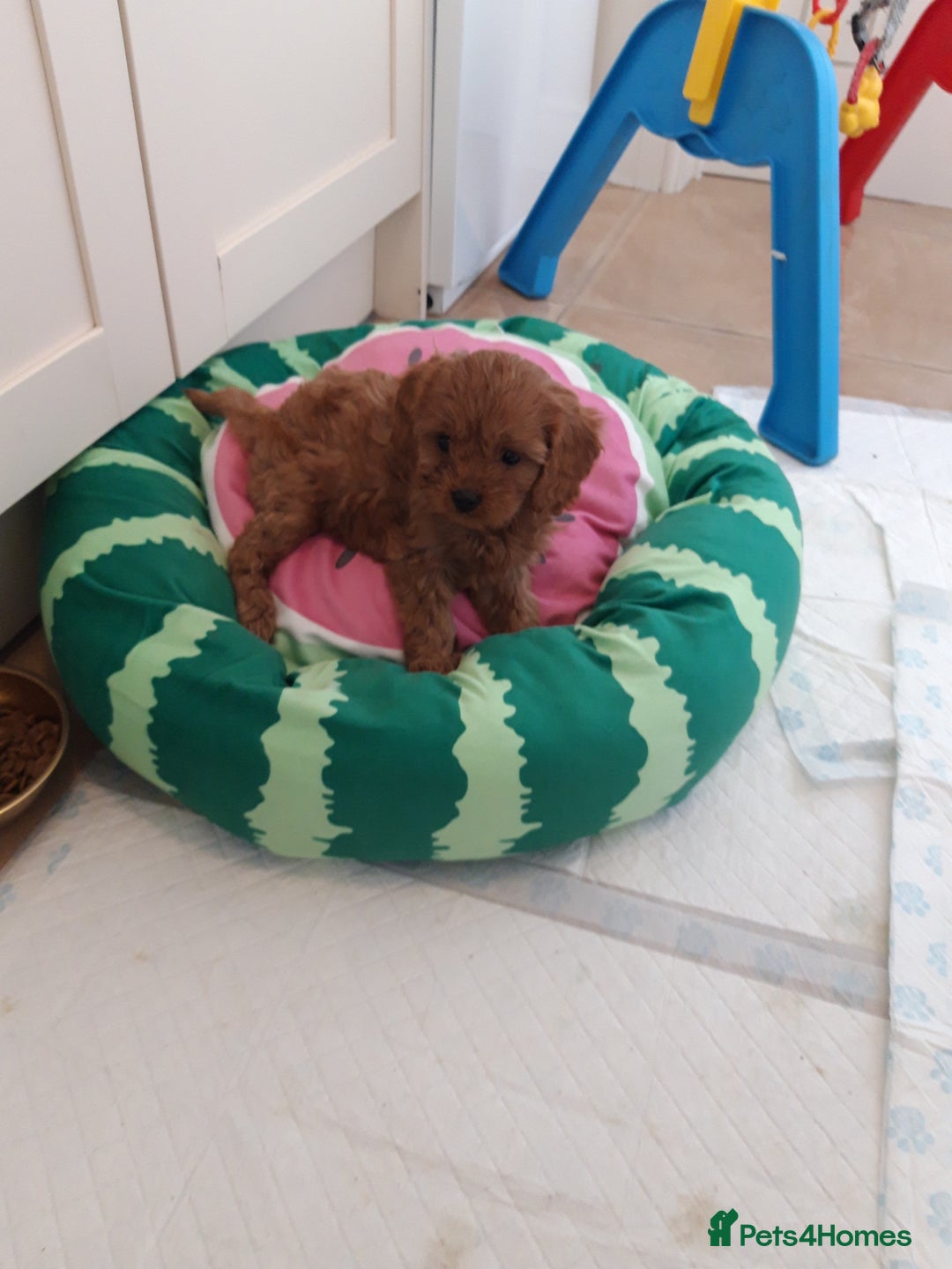 Cavapoo dogs for sale: Red cavapoo babies, both parent DNA tested - Image 15