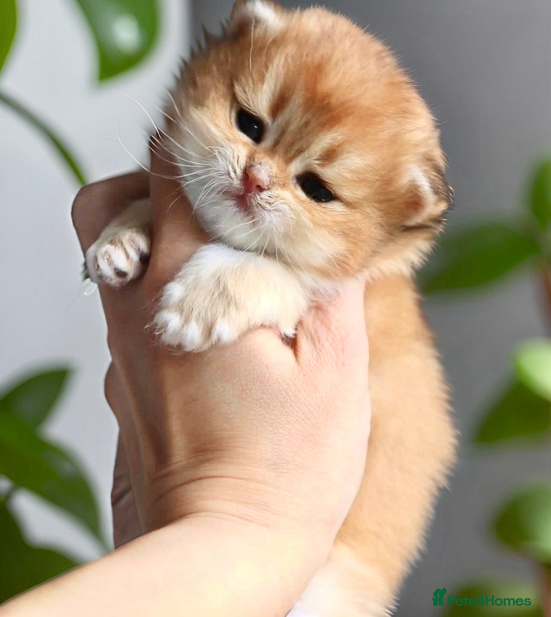 British Longhair cats for sale: ✨Golden British Longhair - Exclusive Kittens✨*🧿 - Advert 6