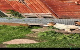 Jack Russell dogs for sale: Jack Russell pups  - Image 1