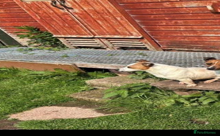 Jack Russell dogs - Advert 2