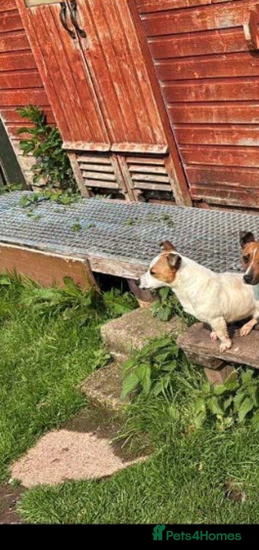 Jack Russell dogs for sale: Jack Russell pups  - Image 1