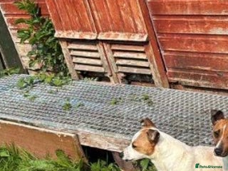 Jack Russell dogs Jack Russell pups - Advert 11