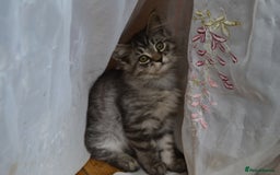 Maine Coon cats for sale: Maine coon Kittens in Oswestry - Image 1