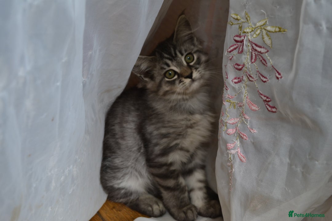 Maine Coon cats for sale: Maine coon Kittens in Oswestry - Image 1