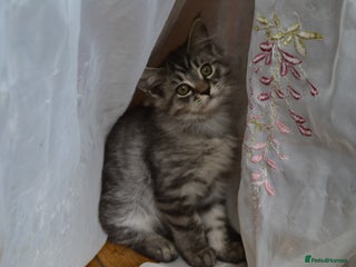 Maine Coon cats for sale in Oswestry - Advert 2