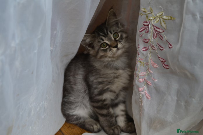 Maine Coon cats in Oswestry - Advert 13