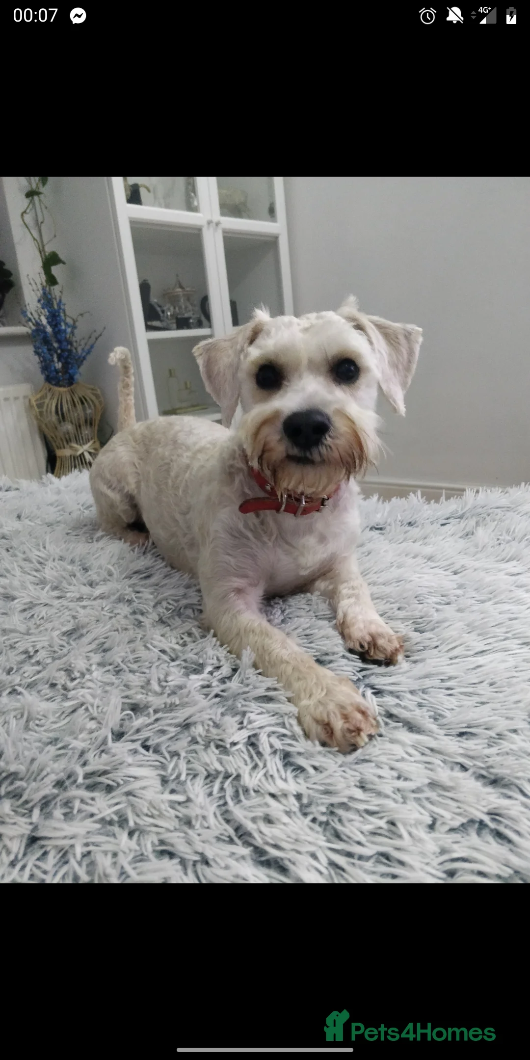 Miniature Schnauzer dogs for sale: Miniature Schnauzer puppy  - Advert 1