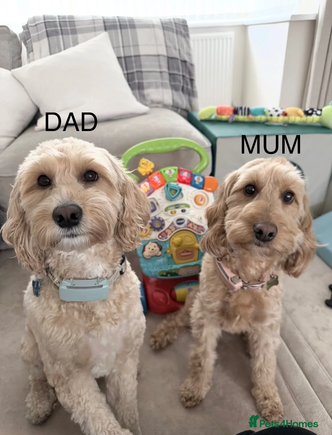 Cockapoo dogs for sale: Beautiful F2 Cockapoo Puppies in Birmingham - Advert 2