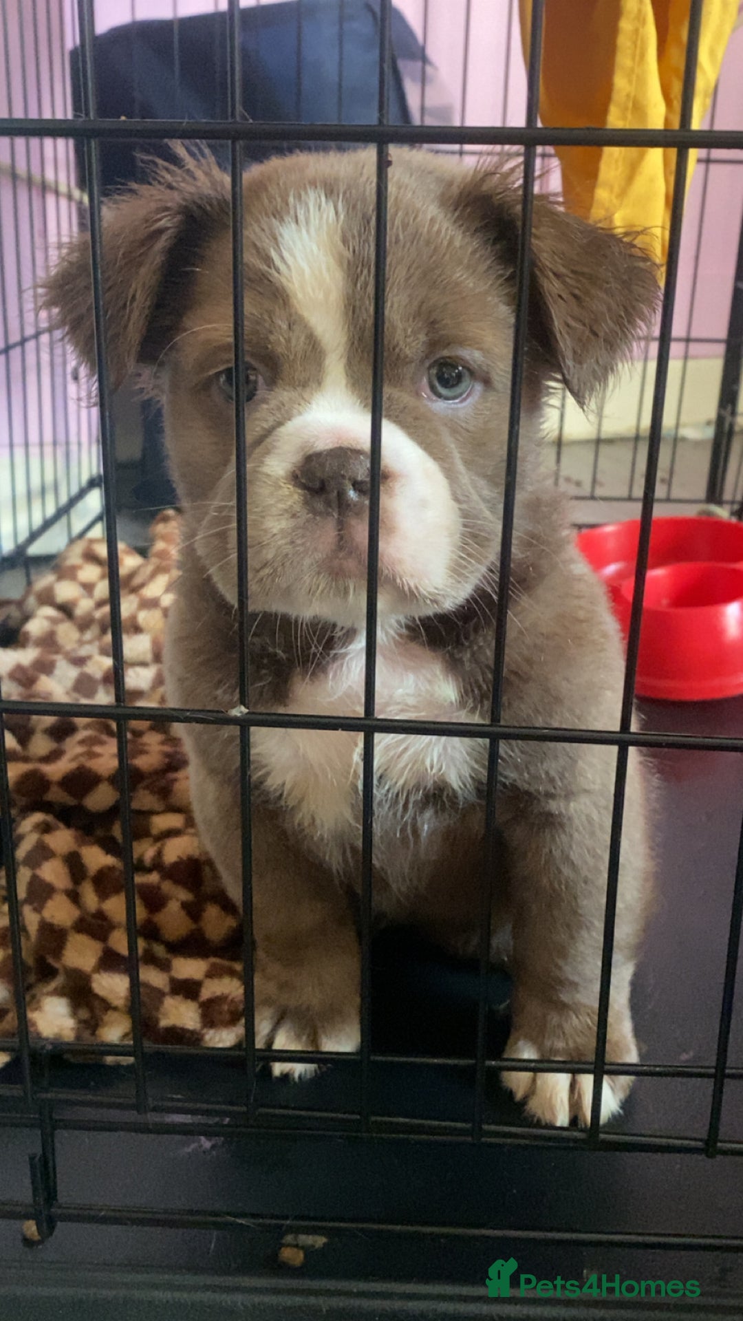 Olde English Bulldogge dogs for sale: Olde English bulldog pups - Advert 4