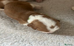 Welsh Springer Spaniel dogs for sale: Kc reg Welsh springer spaniel male puppies - Image 21