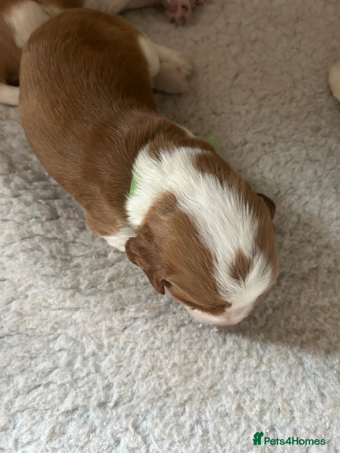 Welsh Springer Spaniel dogs for sale: Kc reg Welsh springer spaniel male puppies - Image 21
