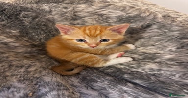 Ragdoll cats - Advert 10