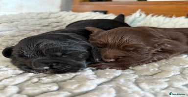 Cocker Spaniel dogs - Advert 5
