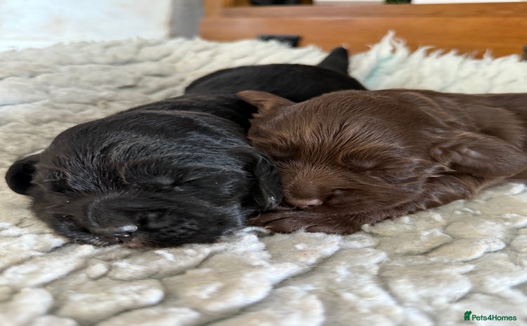 Cocker Spaniel dogs - Advert 10