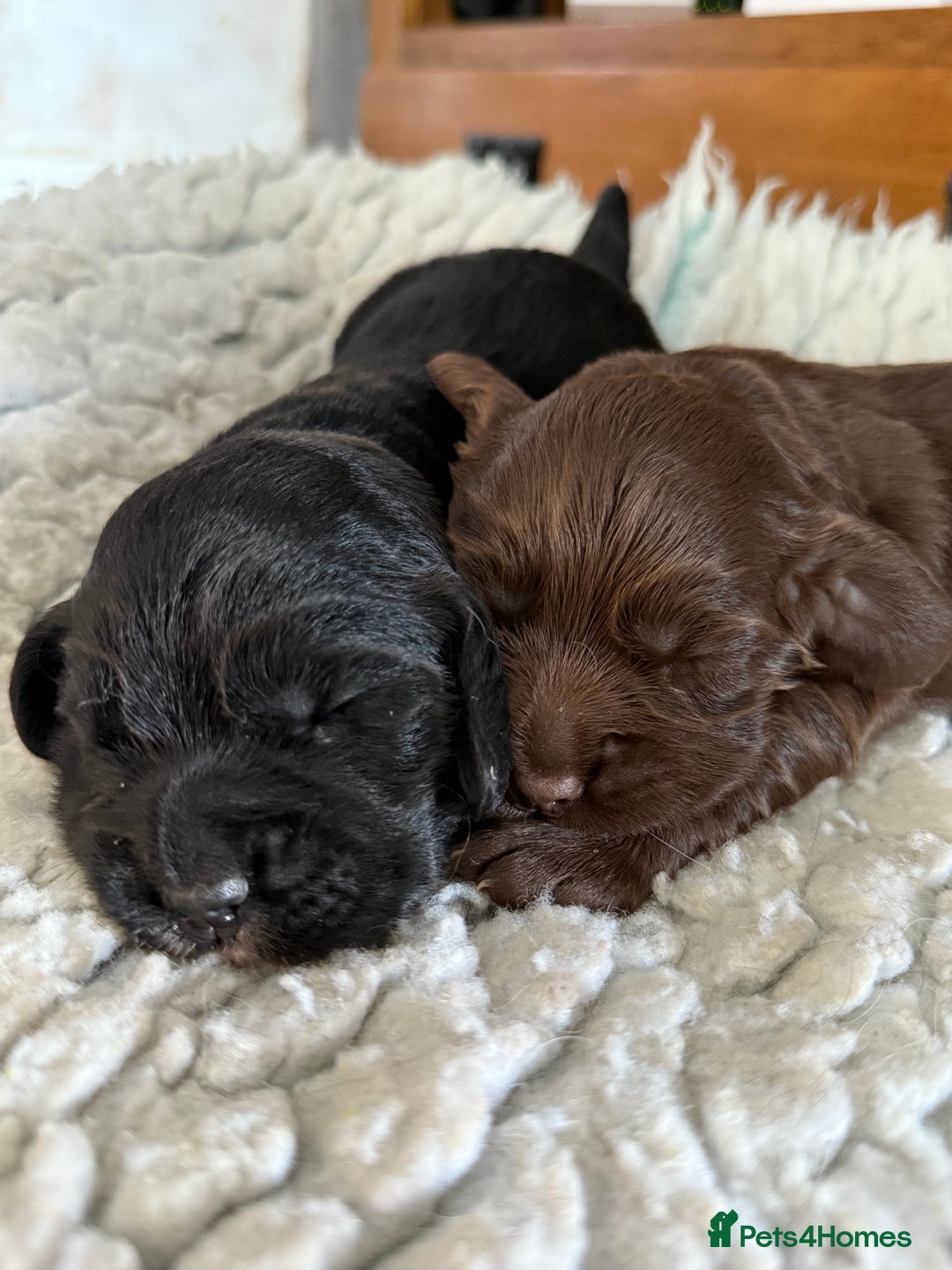 Cocker Spaniel dogs for sale: KC health tested cocker spaniel puppies  - Image 2