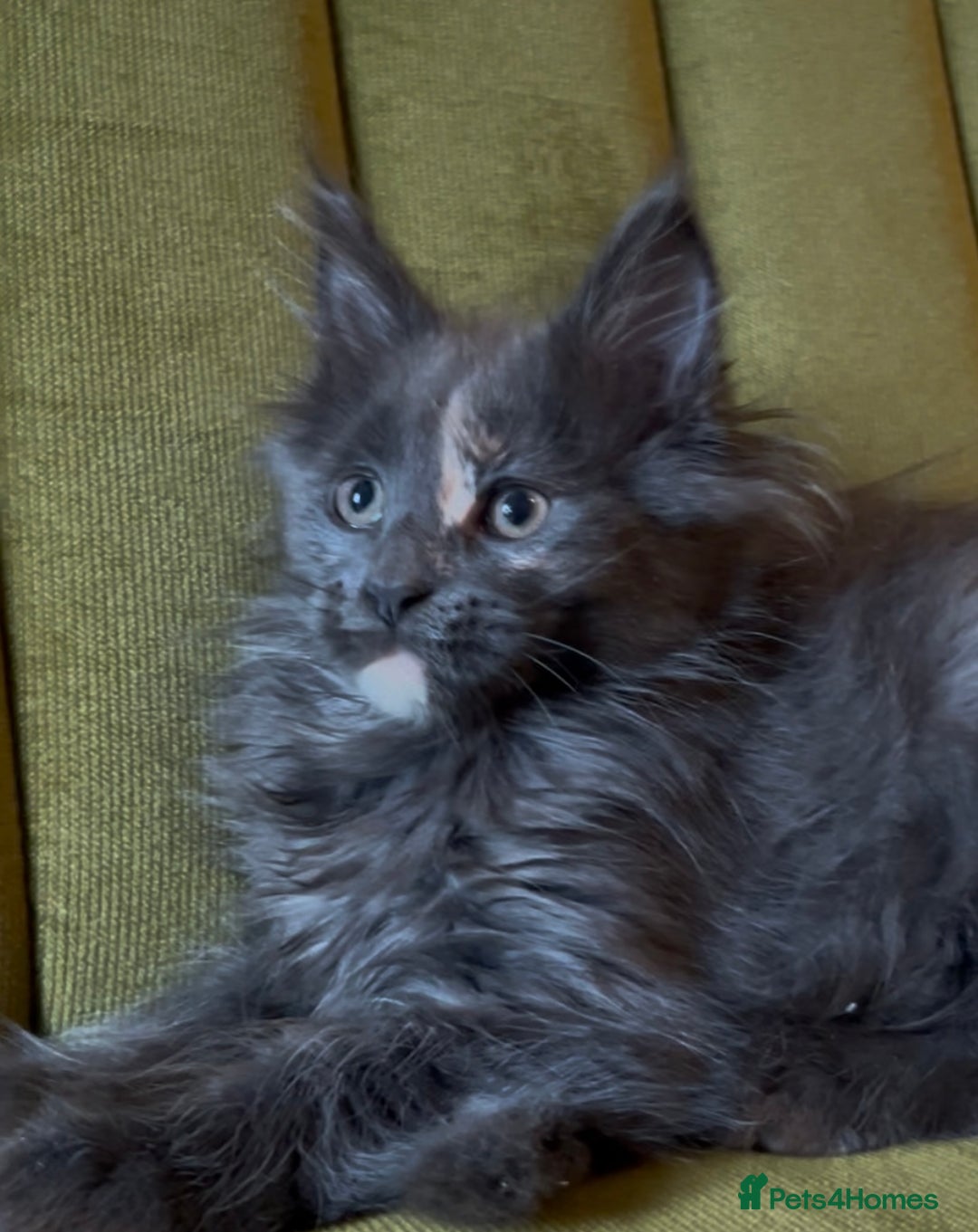 Maine Coon cats for sale: Maine Coon girls READY NOW Russian sired  - Image 26