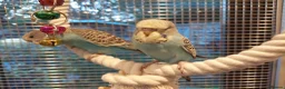 Budgerigars birds for sale: Hand tamed Budgies - Advert 7