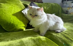 British Longhair cats for sale: British Longhair and Shorthair kittens for sale - Image 5